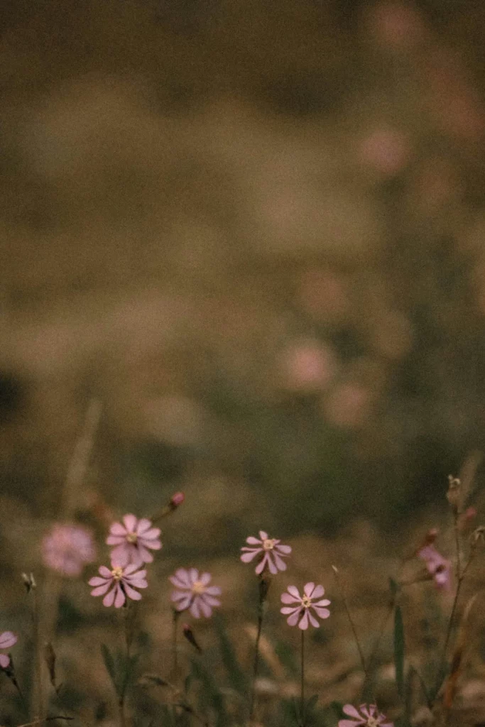Petites fleurs sauvages roses épanouies dans un pré sous une lumière douce.